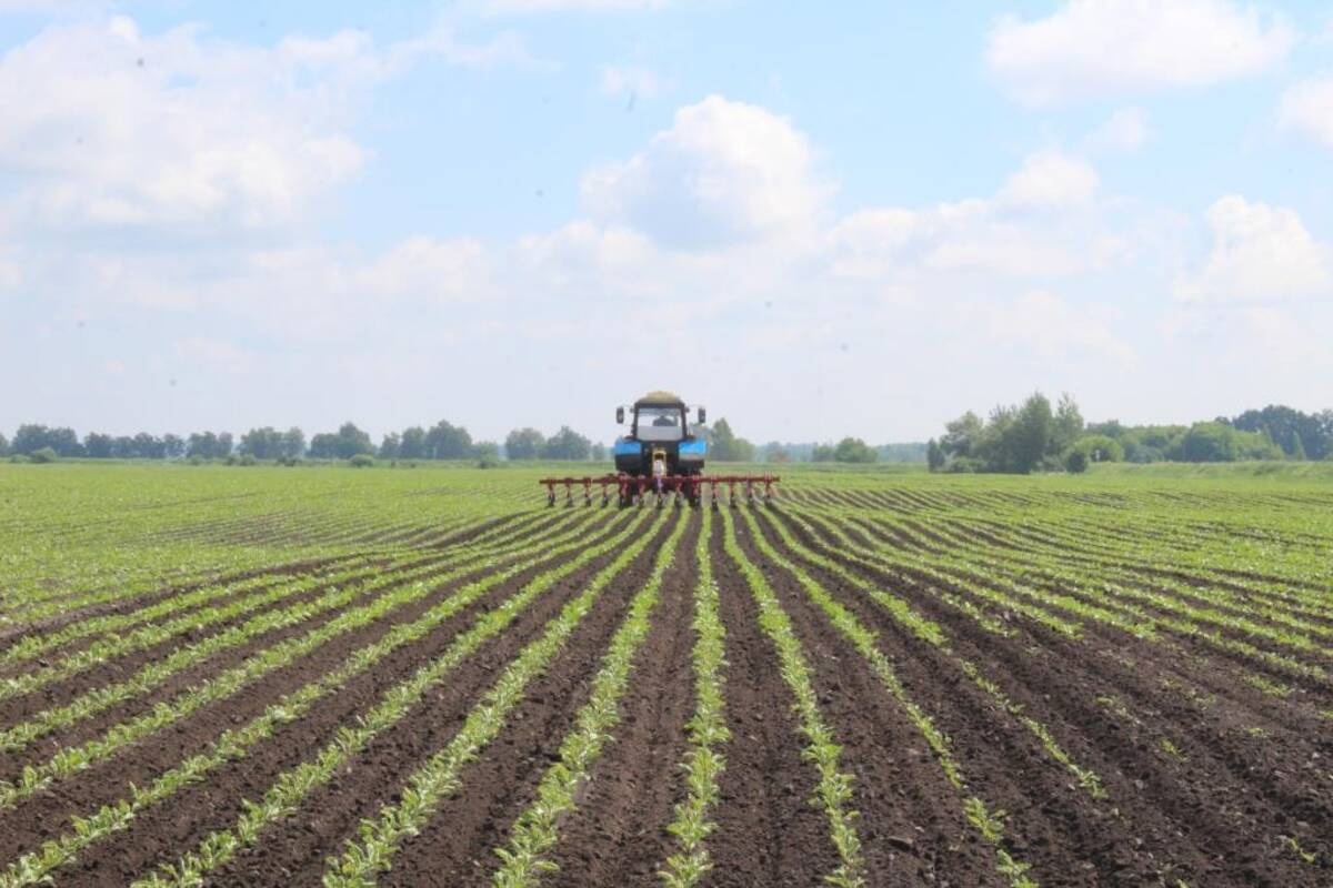 Комаричские аграрии ведут уход за посевами сельхозкультур