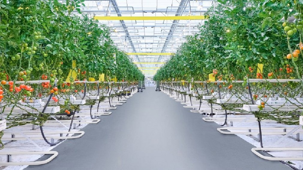 В Брянской области за 7,5 млрд рублей будет построена вторая очередь тепличного комплекса