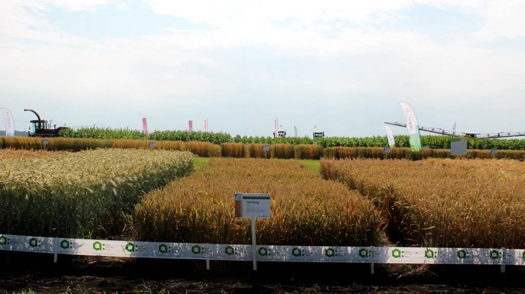 Состоялась 15-я агропромышленная выставка «День Брянского поля»