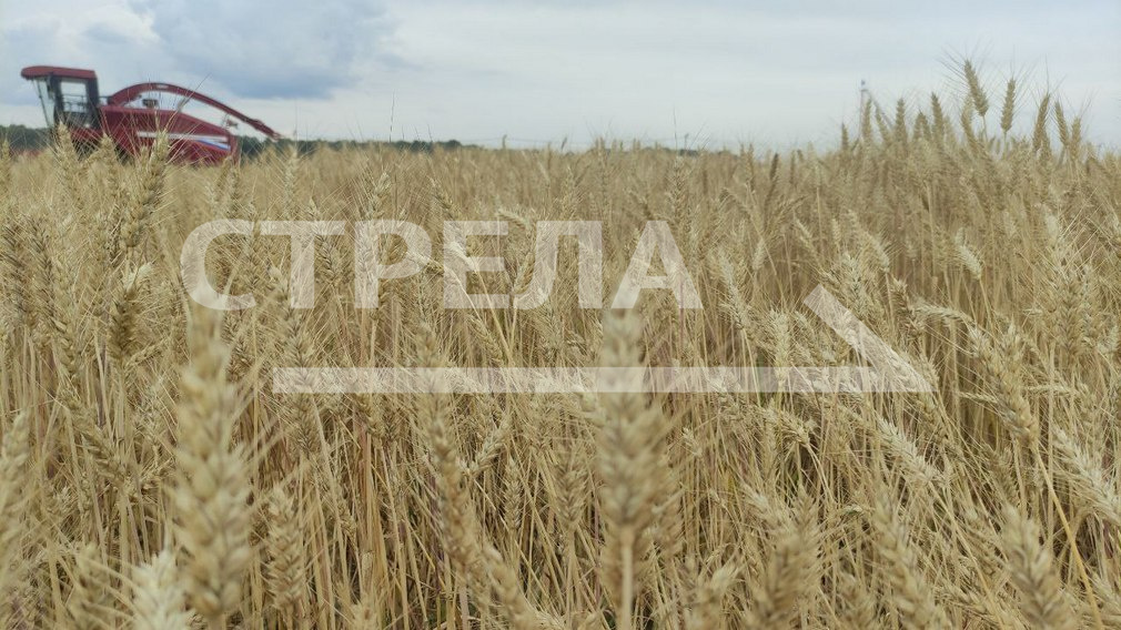 В Кокино открылась агропромышленная выставка День Брянского поля