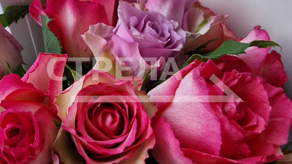 Брянские педагоги вышли в финал конкурса «Сердце отдаю детям»