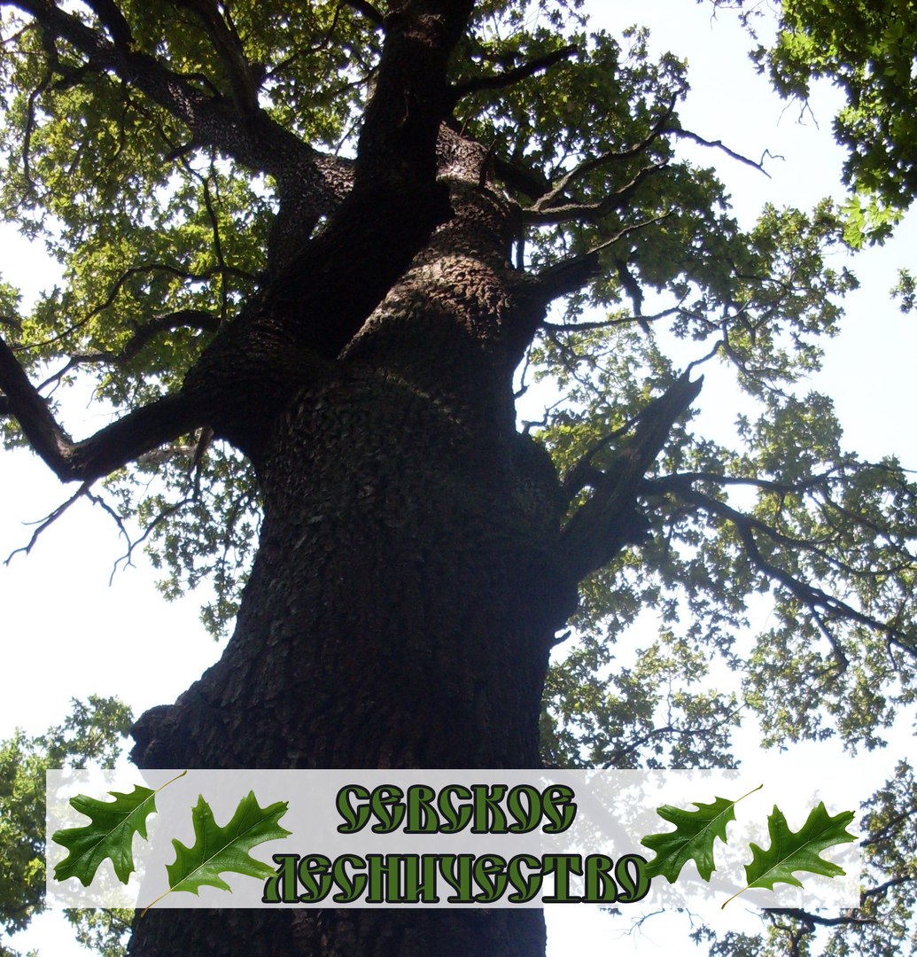 ГКУ Брянской области «Севское лесничество» информирует о продлении ограничения на посещение лесов