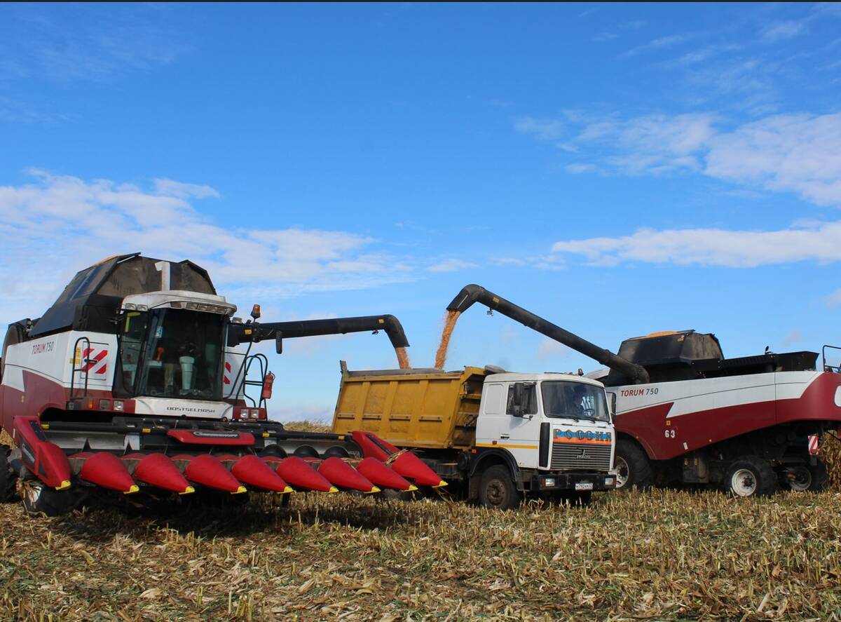 В Комаричском районе активными темпами ведется уборка кукурузы на зерно