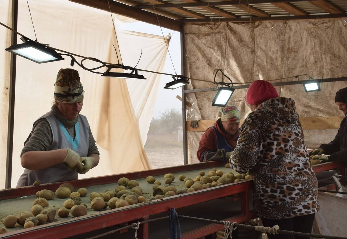 В Климовском районе Брянщины идет уборка картофеля