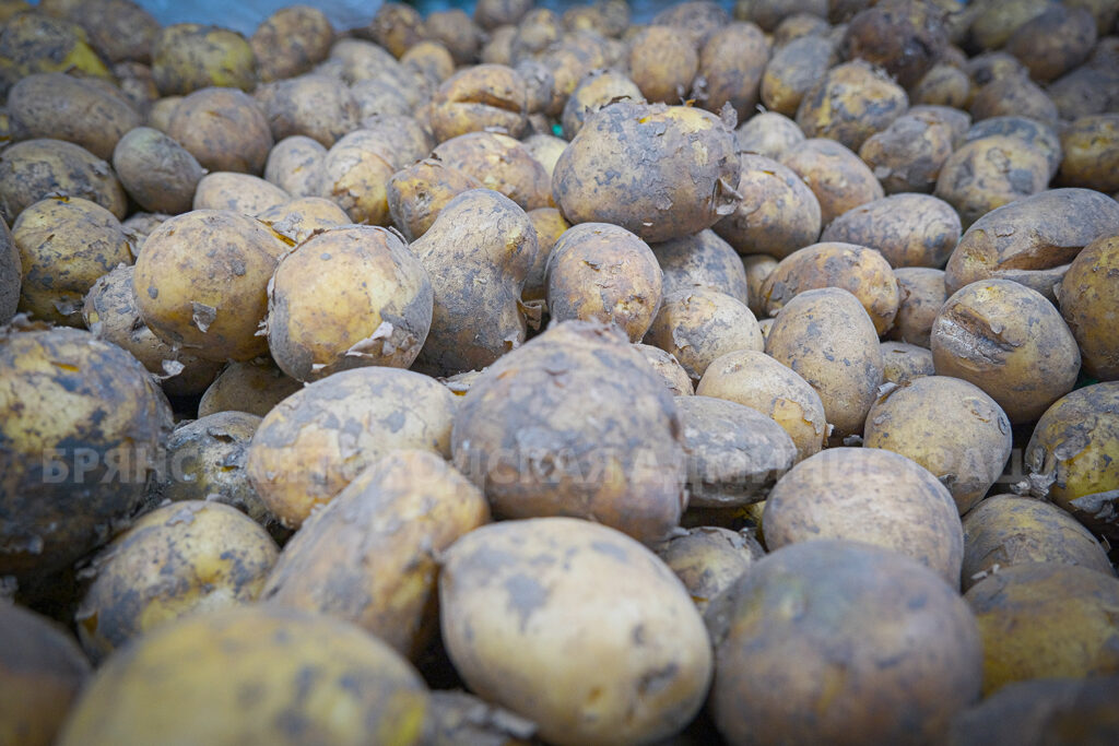 На ярмарках выходного дня продано более 200 тонн картофеля