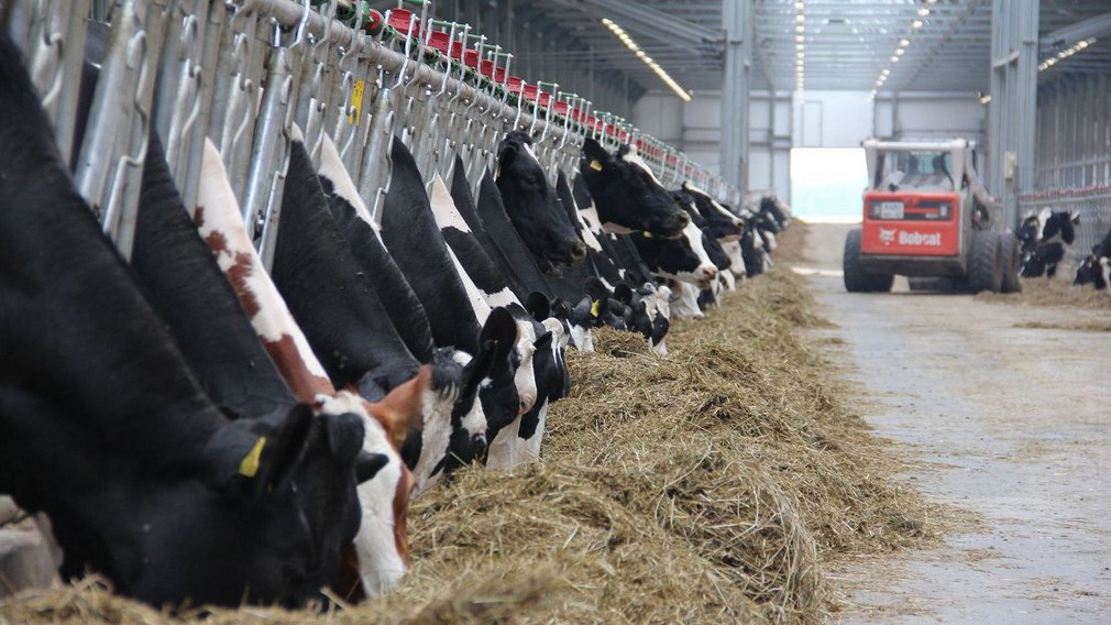 Брянская область лидирует по производству мяса