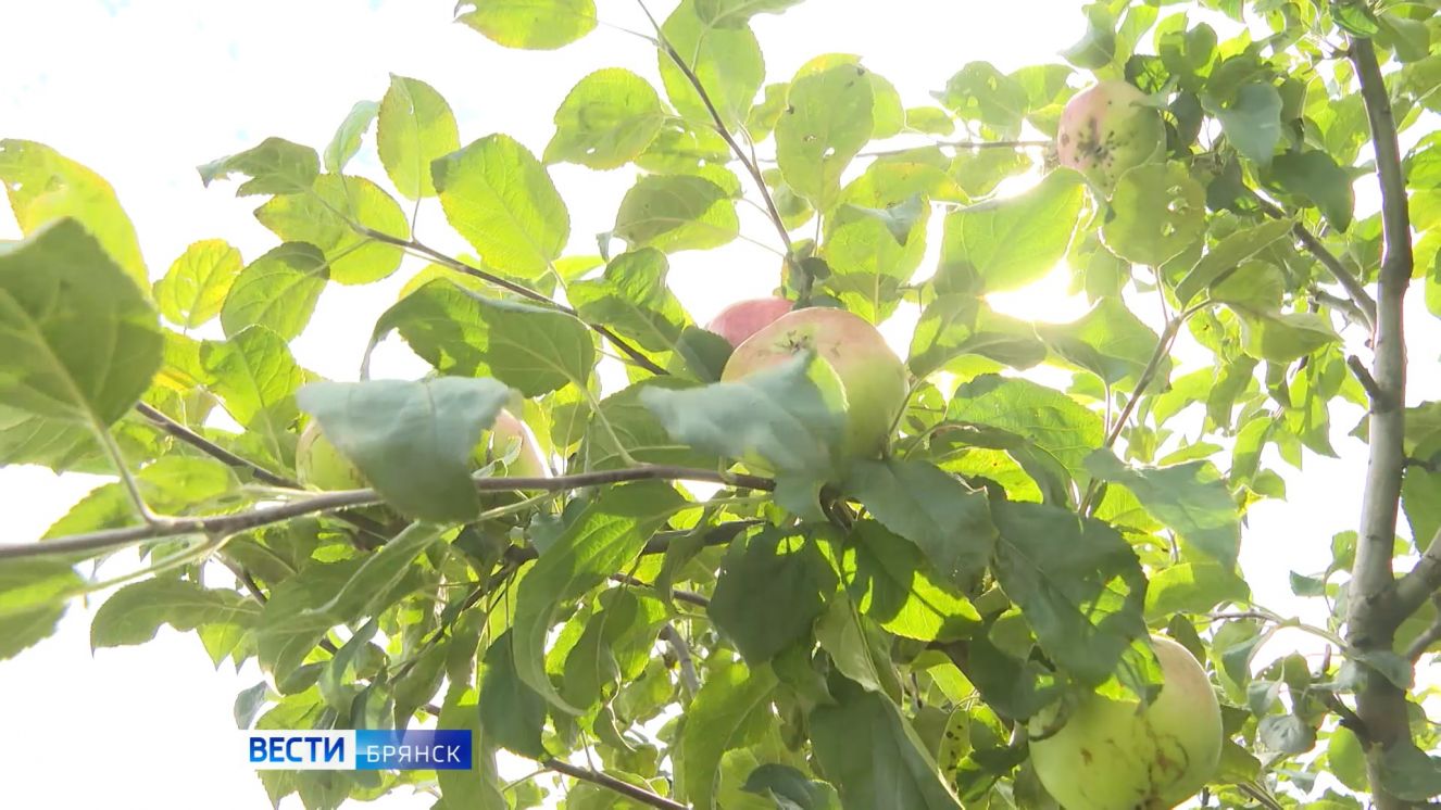 Брянская область отмечает Яблочный Спас