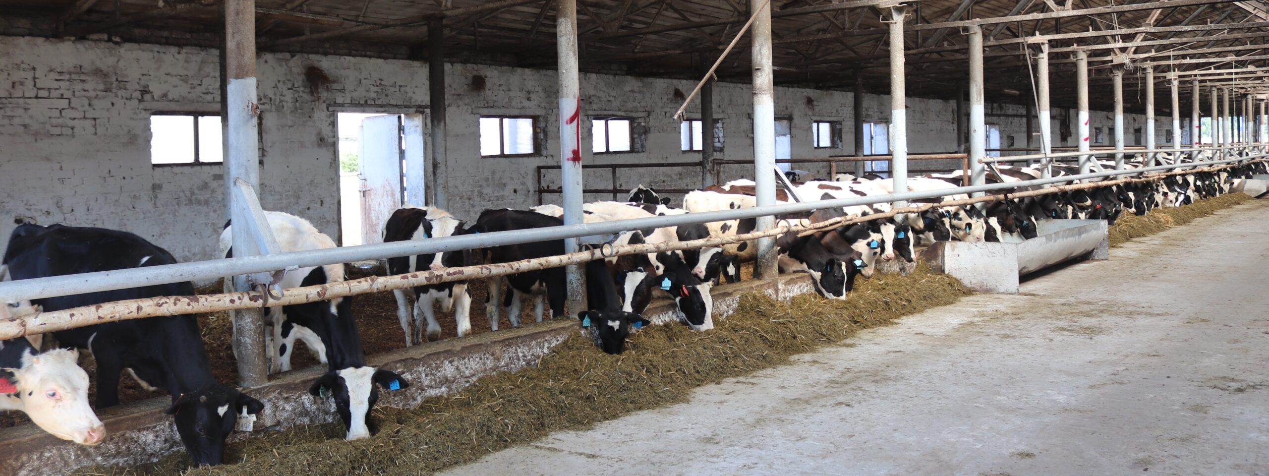 Филиал ООО «Новый путь 2»: За телятами, как за малыми ребятами…