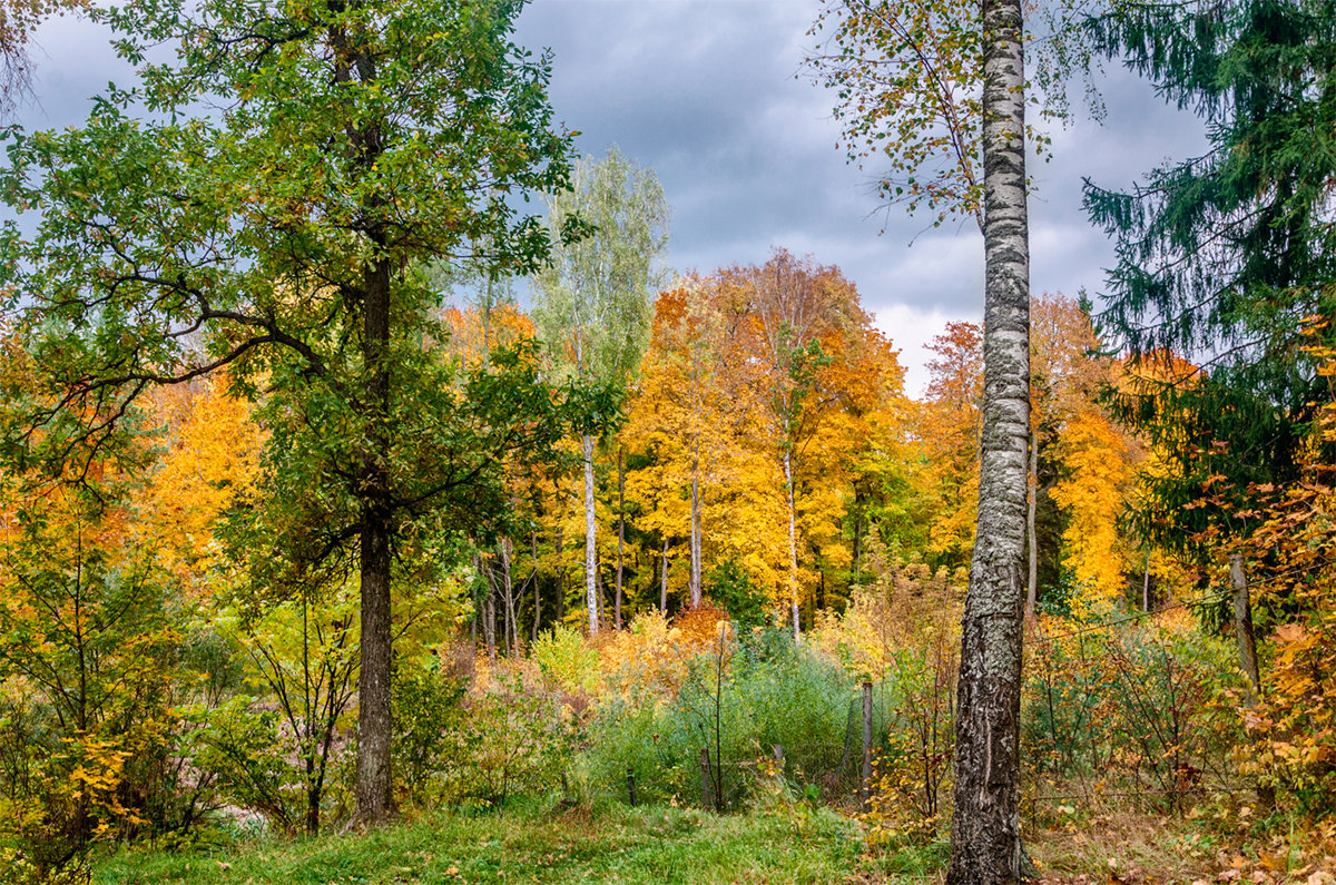 «Севское лесничество» информирует о завершении в районе пожароопасного сезона