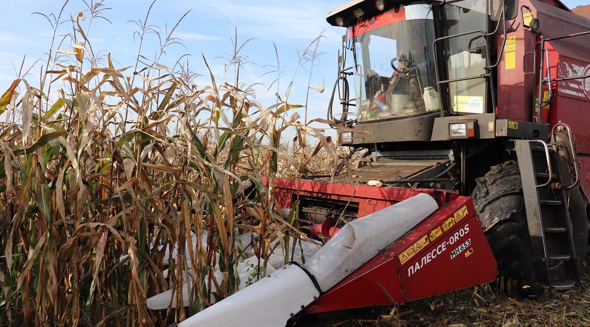 В Севском районе убирают кукурузу на зерно