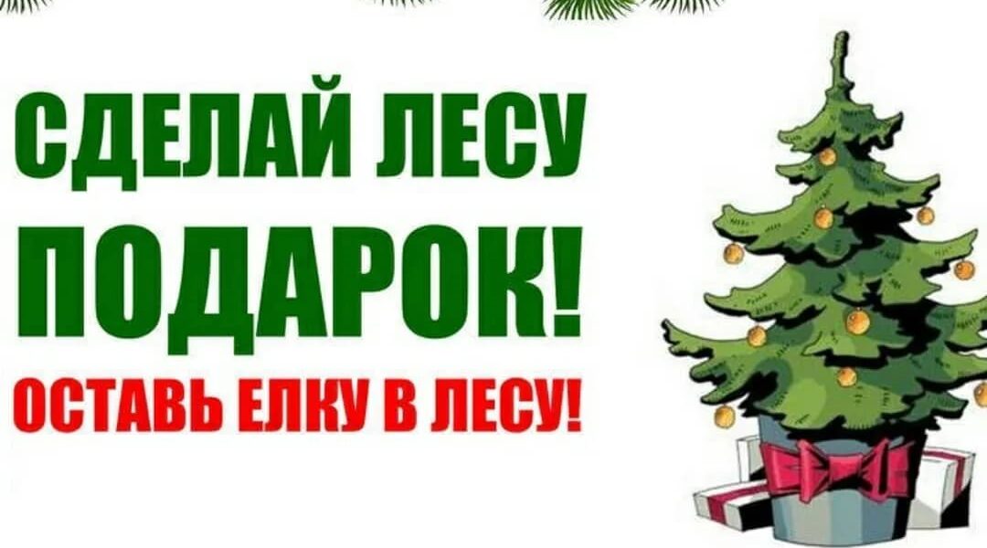 ГКУ Брянской области «Севское лесничество» информирует