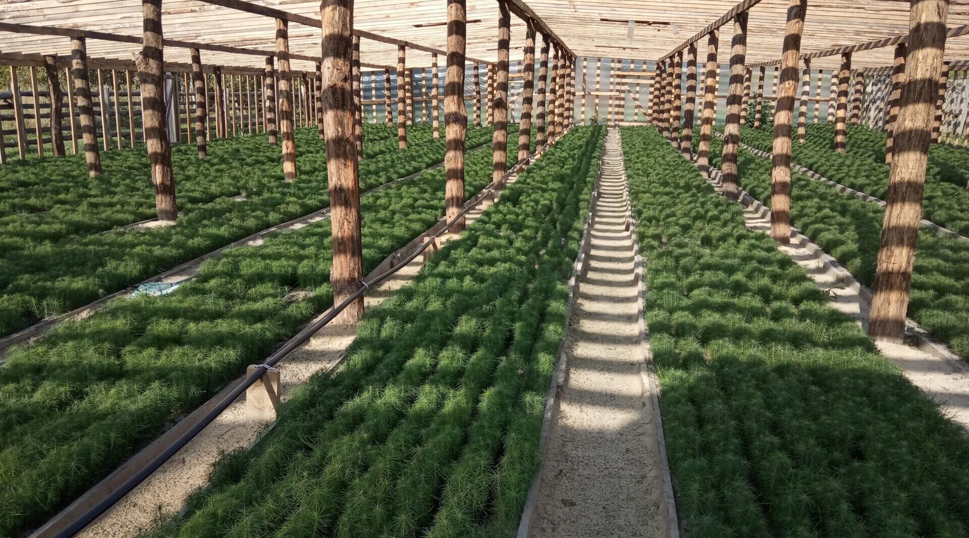 Брянские лесоводы обеспечены собственным посадочным материалом на 2026 год в полном объеме