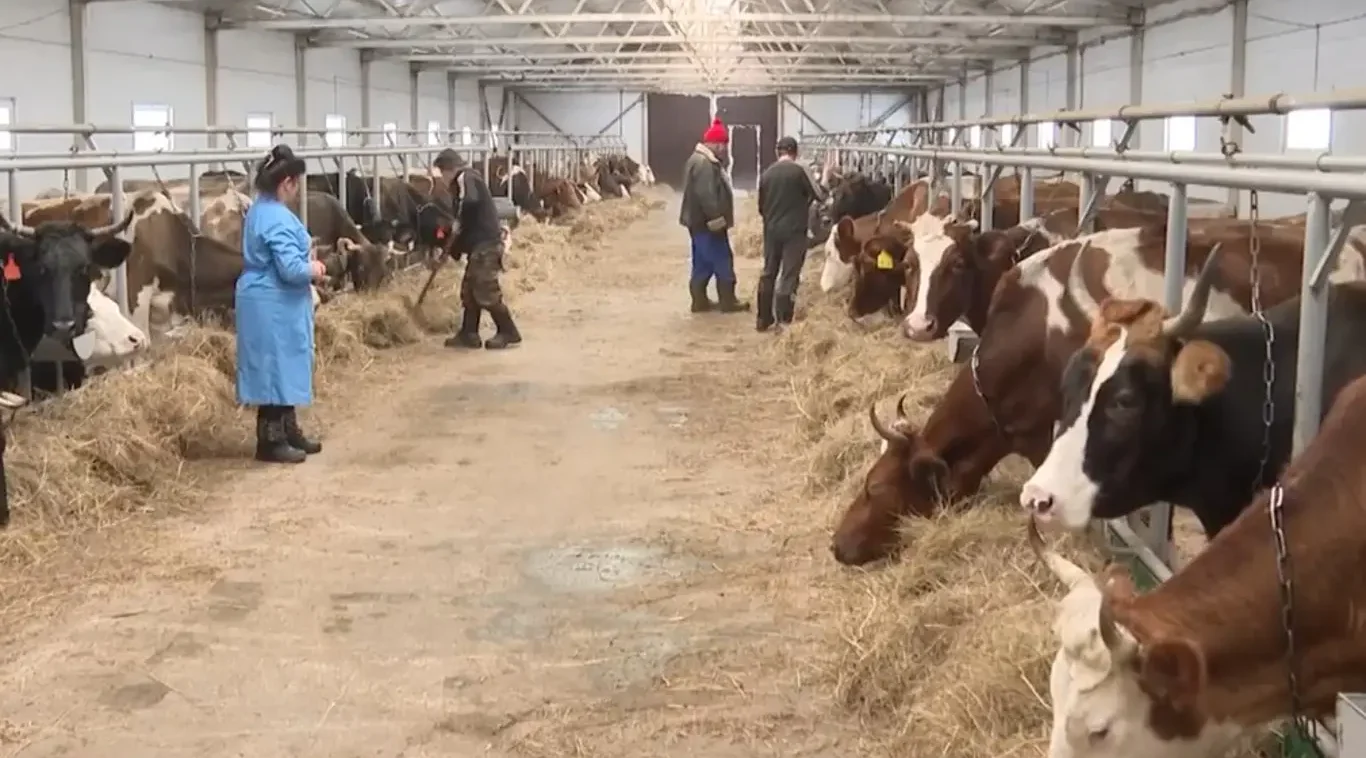 Животноводы Брянщины успешно справляются с вызовами зимнего периода