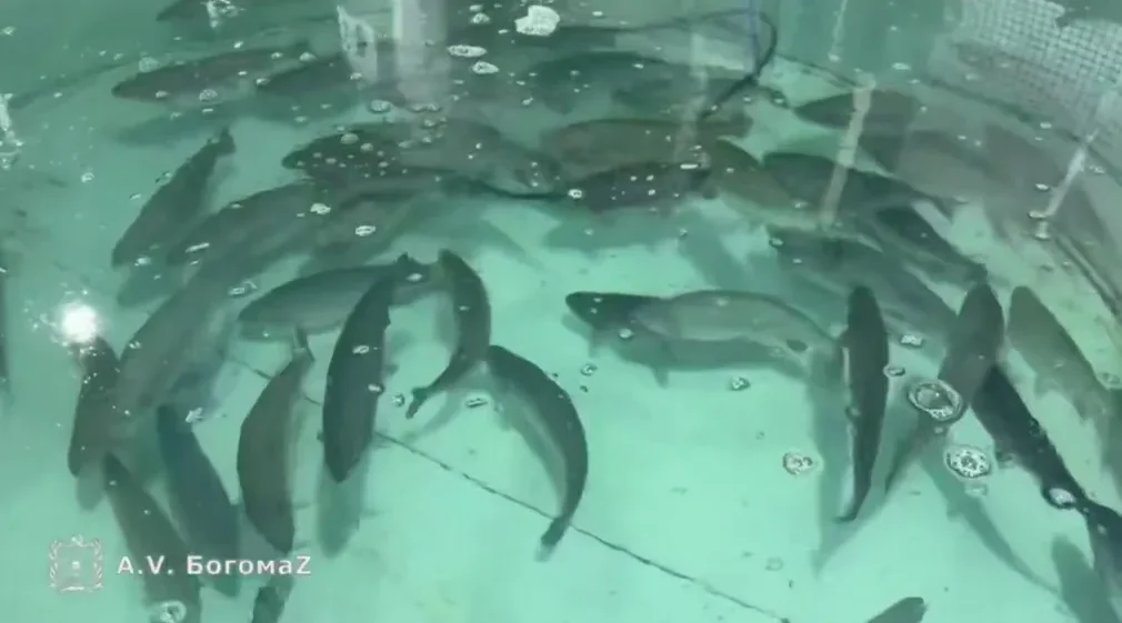 Александр Богомаз рассказал о деятельности рыбной фермы «Александрия»