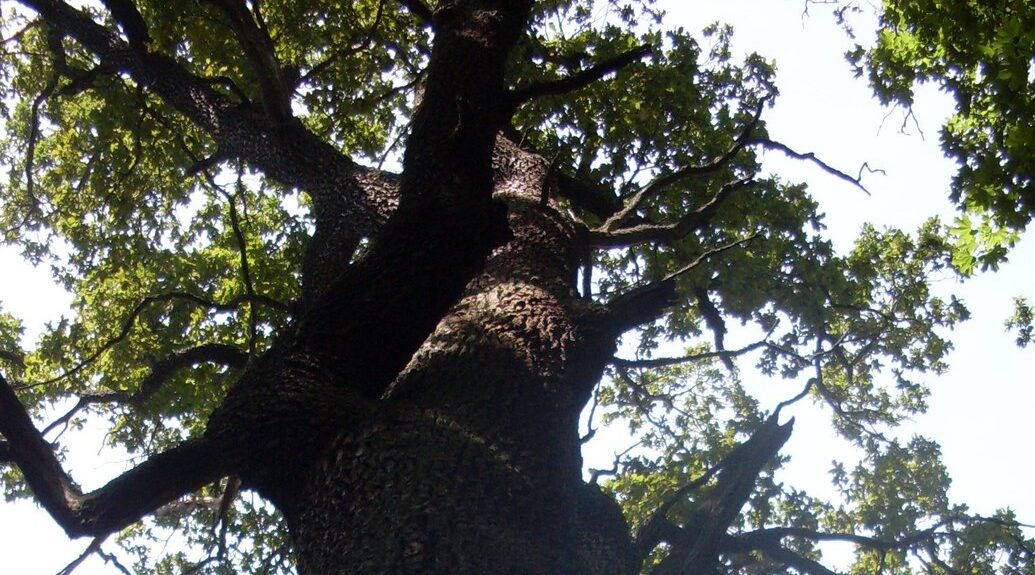 ГКУ Брянской области «Севское лесничество» информирует